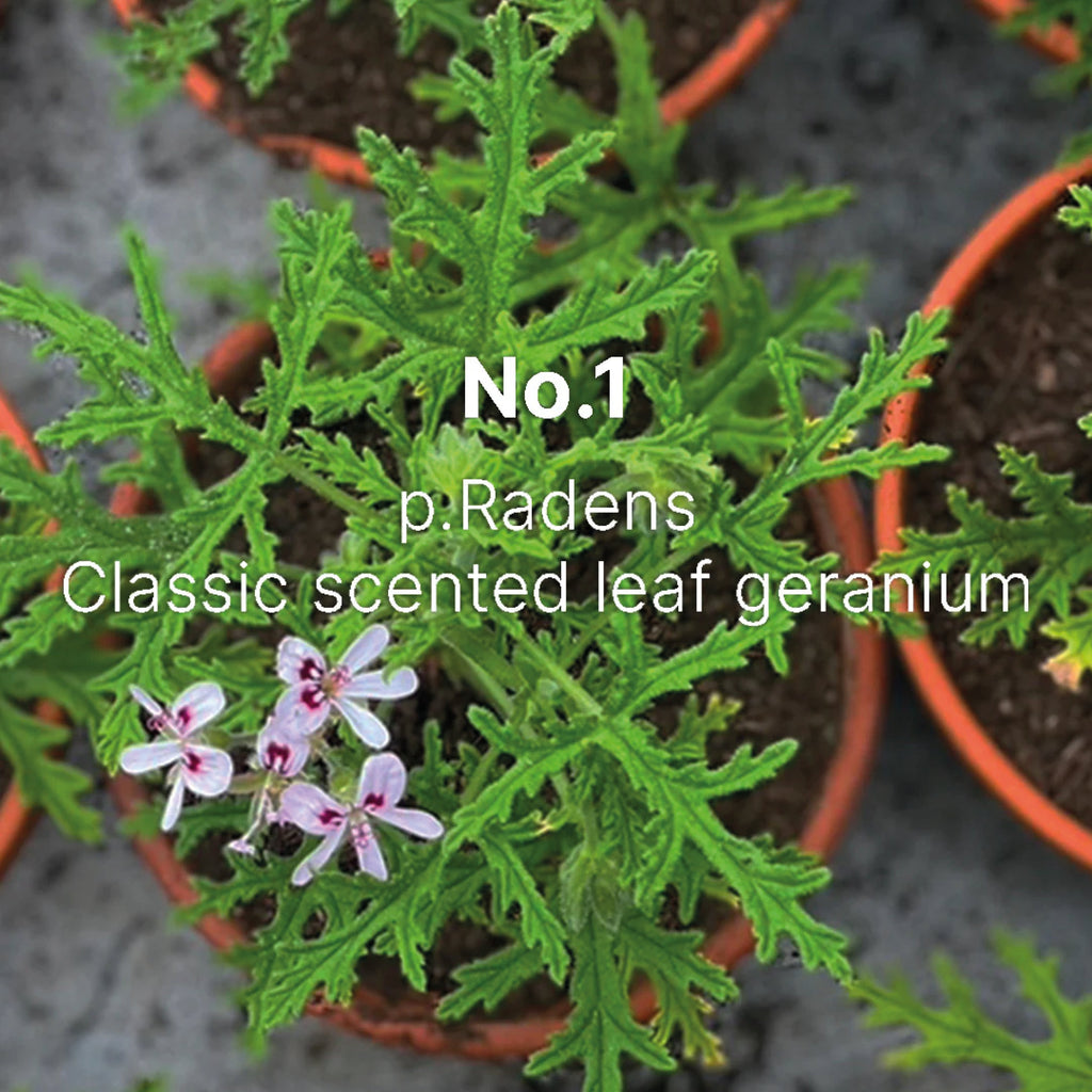 Geranium No.1 Bath Oil 140ml bottle and box with floral design for moisturizing and relaxing bath soak