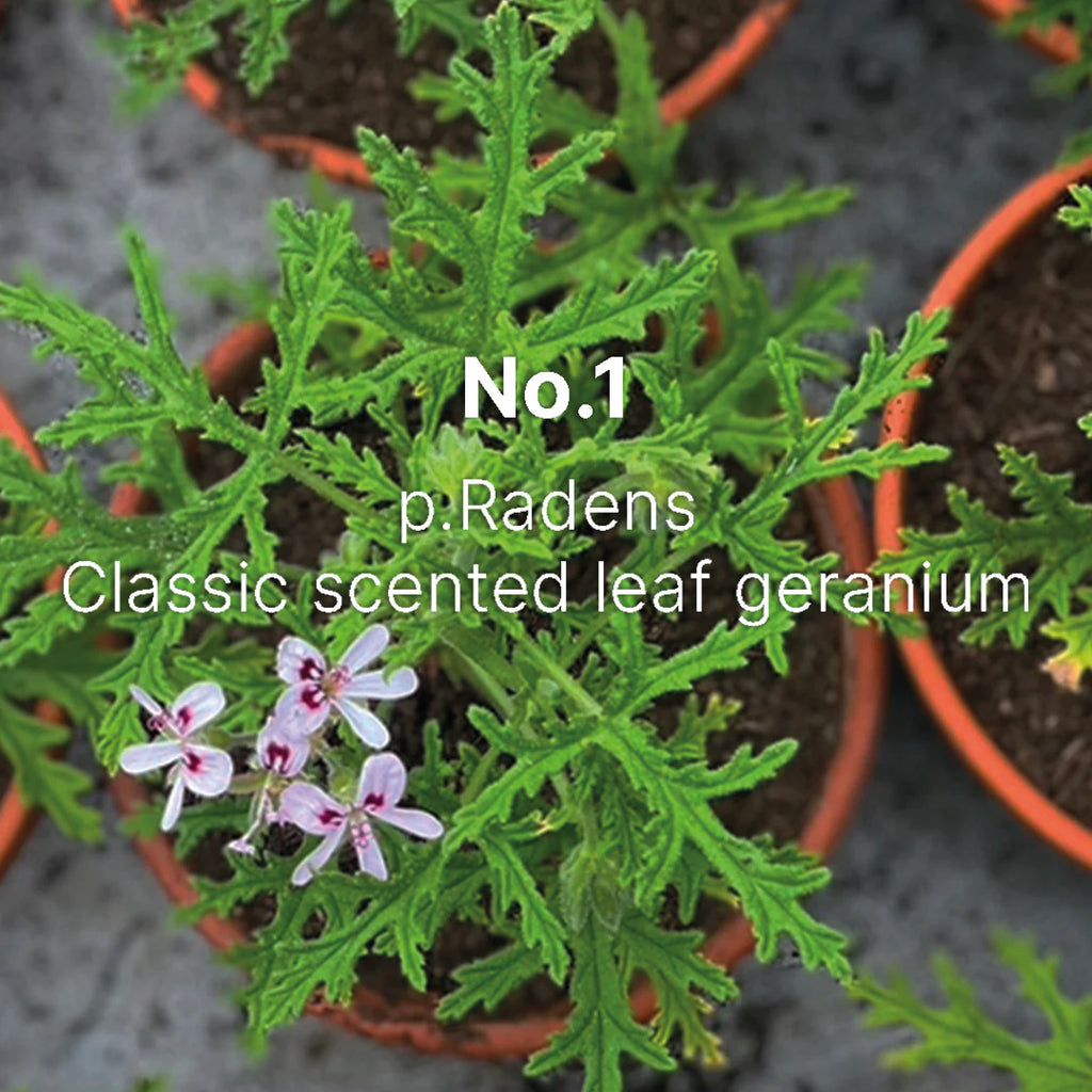 Room spray with fragrance of the Radens Geranium, hand blended using 8 essential oils.
Geranium No.1 Room Spray 100ml - Jo And Co Geranium No.1 Room Spray 100ml - C.Atherley London