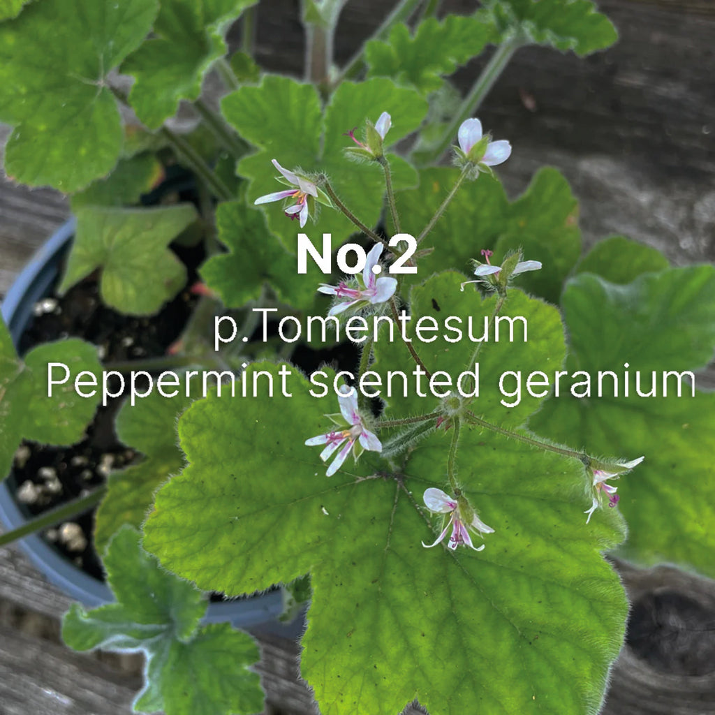 Hand wash with peppermint scented leaf geranium with a hint of clove and coriander.
Geranium No.2 Hand Wash 300ml - Jo And Co Geranium No.2 Hand Wash 300ml - C.Atherley London